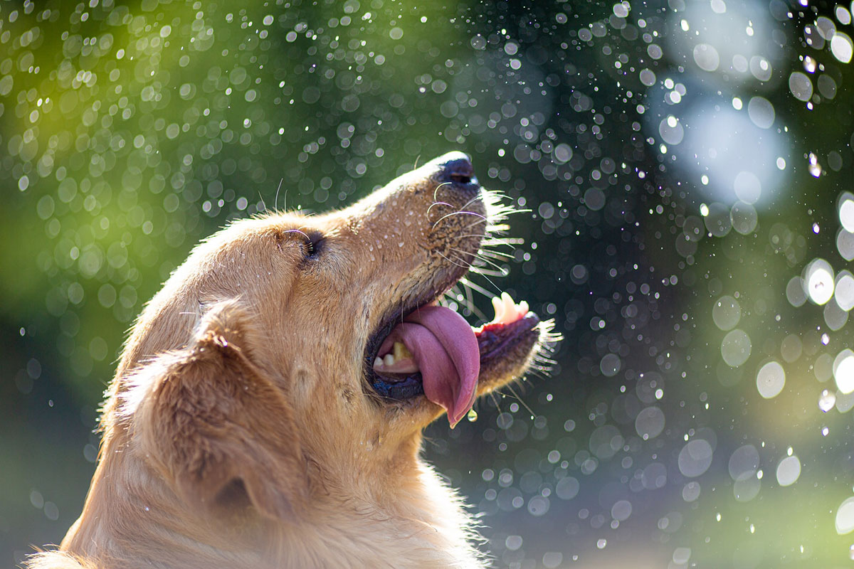Best Pet Food for Dogs, Cats, and Other Animals