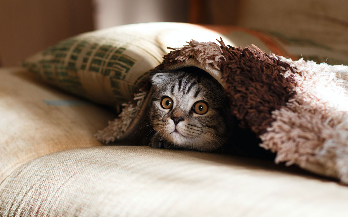 Top 10 Pets for Families with Kids